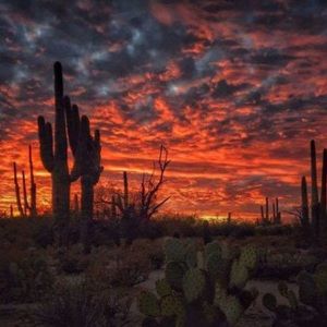 Meet your Posher, Elsie